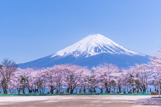 日本の春 河口湖から観た富士山(桜の風景)