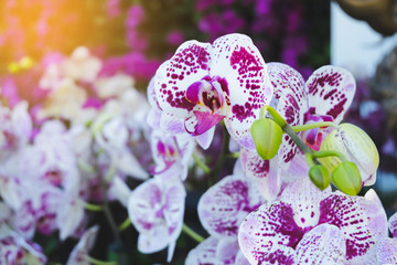 Orchid flower in tropical garden. Phalaenopsis Orchid flower. Floral background.Selective focus.