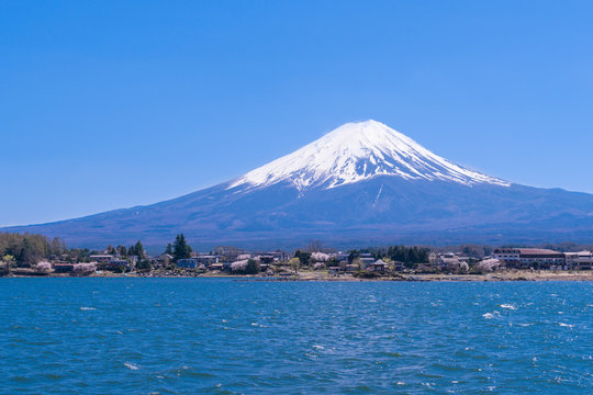 日本の春 河口湖から観た富士山(桜の風景)