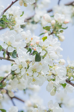 Natural floral background of spring apple tree branch in full bloom and blue sky
