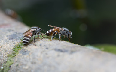 Bees Useful insect of the world / Blurred and Select focus, and space for message..