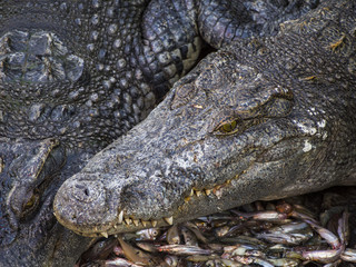 Crocodile head in a crocodile farm