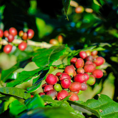 Coffee beans on the branch. Arabica Coffee.