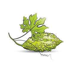 bitter guard or bitter melon with leaf vector drawing