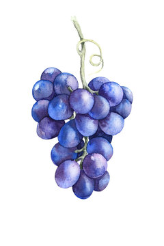 Watercolor Blue Grapes Isolated