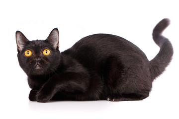 Cute black cat lying