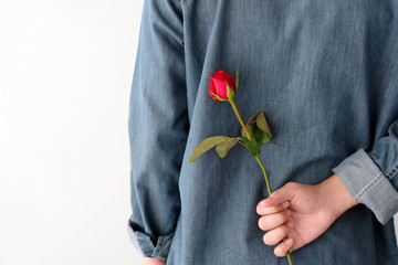 Fototapeta premium Valentine concept, Man holding red rose hiding on back on white background
