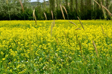 doğa flowers history people sea bee