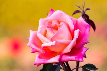 Orange Pink Rose