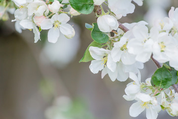 Fototapeta premium Apple tree flowers and buds in spring with beautiful bokeh
