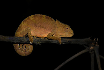 Short-horned Chameleon - Calumma brevicorne, Madagascar rain forest. Beautiful coloured lizard.