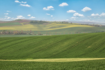 Fototapeta na wymiar Green wavy hills in South Moravia, Csezh Republic
