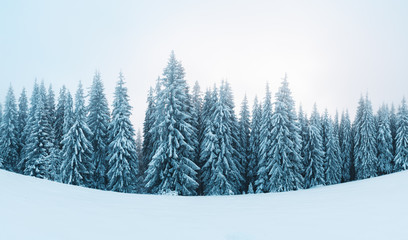 Fantastic winter landscape with snowy trees. Carpathians, Ukraine, Europe