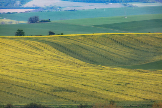 Green wavy hills in South Moravia, Csezh Republic © savantermedia