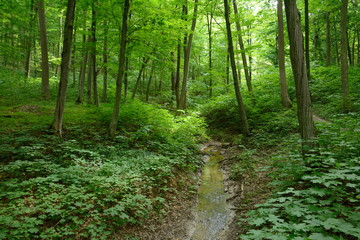 Fototapeta na wymiar creek in the summer forest