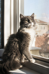 Young gray cat by open home window inside in sunny day