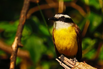 Bird - Nature - Yellow - Beak - Wild