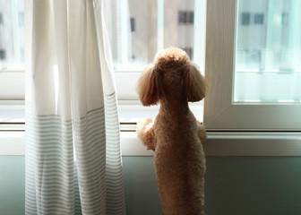 Poodle dog staring outsideover the window in apartment
