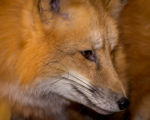 Red Fox