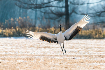 Red-crowned crane bird © aon168