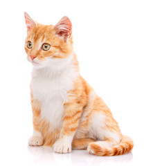 Cat, pet, and cute concept - red kitten on a white background.