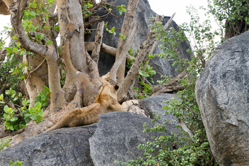 East African lion cub (Panthera leo melanochaita), species in the family Felidae and a member of the genus Panthera, listed as vulnerable, in Serengeti National Park, Tanzania