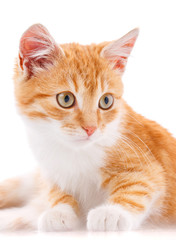 Cute orange kitten with white paws