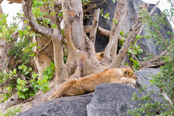 East African lioness (Panthera leo melanochaita), species in the family Felidae and a member of the...