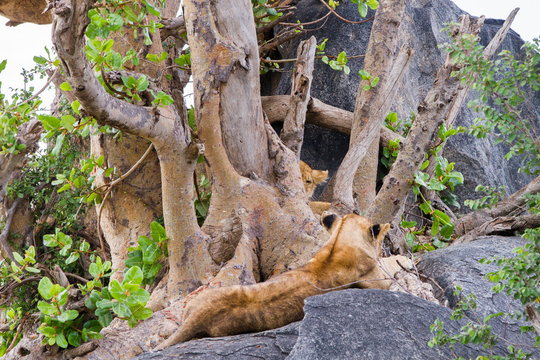 East African lioness (Panthera leo melanochaita), species in the family Felidae and a member of the genus Panthera, listed as vulnerable, in Serengeti National Park, Tanzania