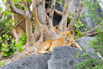 East African lioness (Panthera leo melanochaita), species in the family Felidae and a member of the...