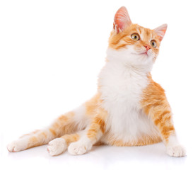 Cute orange kitten looking up.