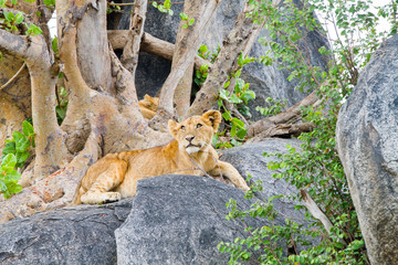 East African lion cubs (Panthera leo melanochaita), species in the family Felidae and a member of...