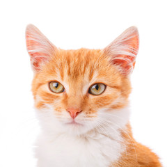 Close-up portrait of red kitten isolated