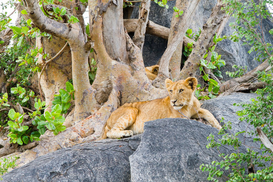 East African lion cubs (Panthera leo melanochaita), species in the family Felidae and a member of the genus Panthera, listed as vulnerable, in Serengeti National Park, Tanzania