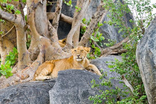 East African lion cubs (Panthera leo melanochaita), species in the family Felidae and a member of the genus Panthera, listed as vulnerable, in Serengeti National Park, Tanzania