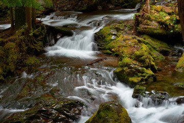 Fototapeta na wymiar Small mountain creek flows among forest. Panther Creek in Washington. USA Pacific Northwest.