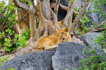 East African lion cubs (Panthera leo melanochaita), species in the family Felidae and a member of the genus Panthera, listed as vulnerable, in Serengeti National Park, Tanzania
