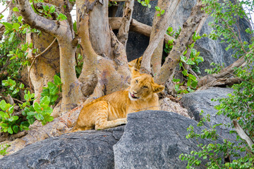 East African lion cubs (Panthera leo melanochaita), species in the family Felidae and a member of the genus Panthera, listed as vulnerable, in Serengeti National Park, Tanzania