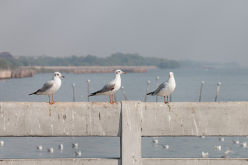 seagull stand and looking on the sea.