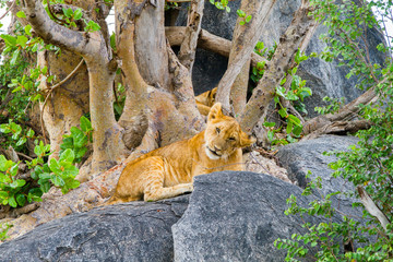 East African lion cubs (Panthera leo melanochaita), species in the family Felidae and a member of...