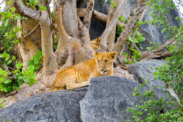 East African lion cubs (Panthera leo melanochaita), species in the family Felidae and a member of the genus Panthera, listed as vulnerable, in Serengeti National Park, Tanzania