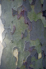 Camouflage Pattern of bark of a platanus tree