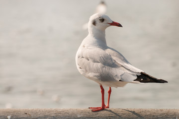 seagull stand and looking on the sea.