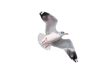Seagull flying isolated on white background - clipping paths