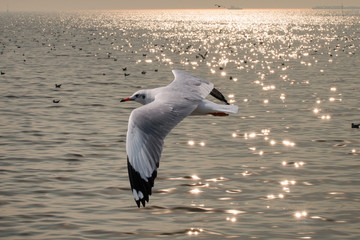 Seagulls flying over the sea