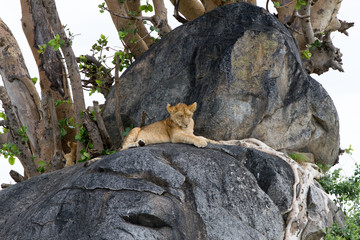 East African lion cubs (Panthera leo melanochaita), species in the family Felidae and a member of...