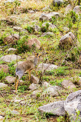 Naklejka na ściany i meble Klipspringer (Oreotragus oreotragus), small antelope in Serengeti National Park, Tanzania