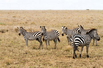 Naklejka na ściany i meble Zebra species of African equids (horse family) united by their distinctive black and white striped coats in different patterns, unique to each individual in Serengeti, Tanzania