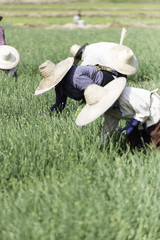 Fermiers Tha&iuml;landais