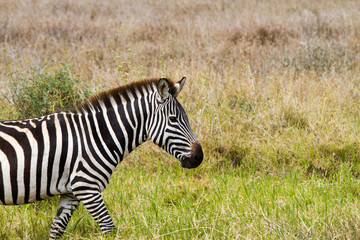 Zebra species of African equids (horse family) united by their distinctive black and white striped coats in different patterns, unique to each individual in Serengeti, Tanzania